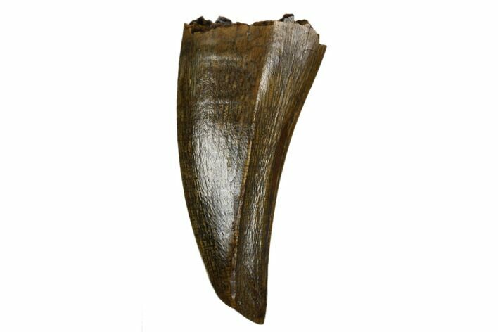 Juvenile Tyrannosaur Premax Tooth - Judith River Formation #184591